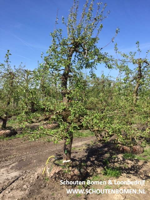 oude perenboom fruitboom stoofpeer saint remy