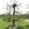 grote oude perenboom saint remy stoofpeer