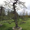 grote oude perenboom saint remy hoge perenboom