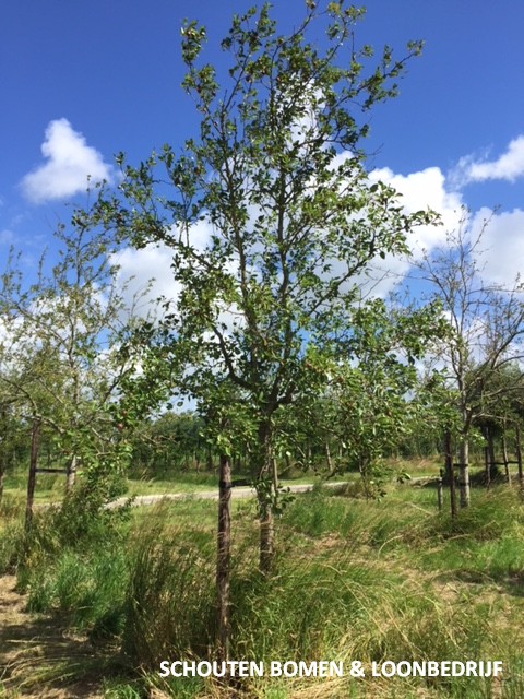 hoogstam perenboom