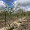 grote appelboom