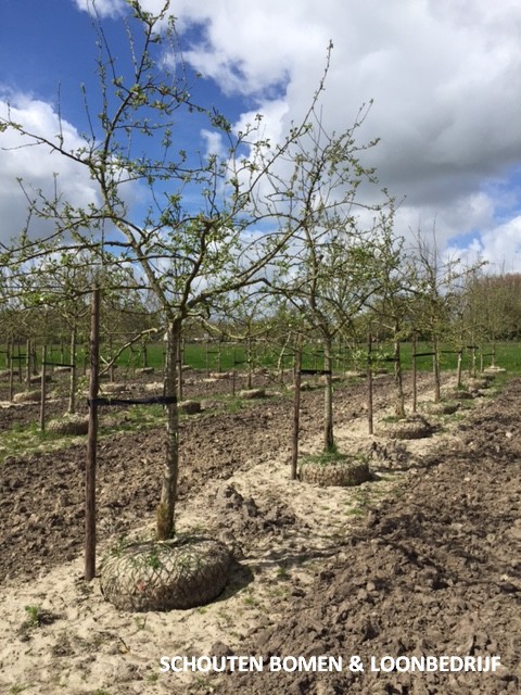 grote appelboom