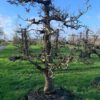 oude perenboom