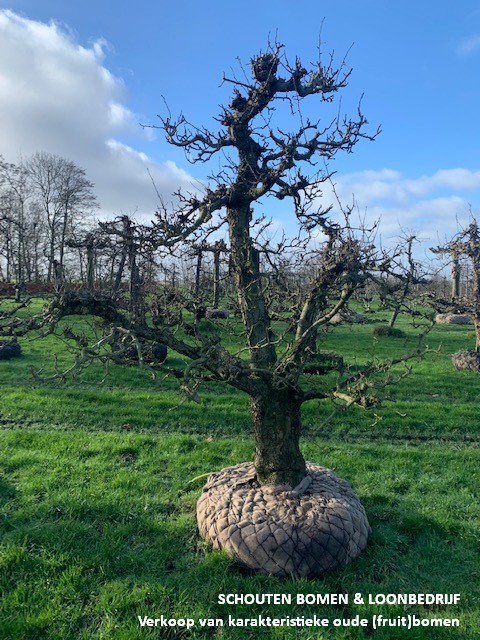 doyenne du comice perenboom