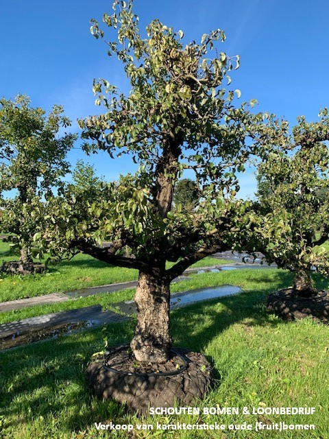 oude fruitboom