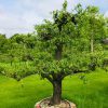 laagstam perenboom fruitboom