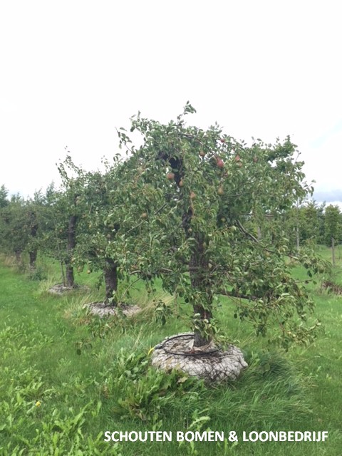 oude fruitbomen