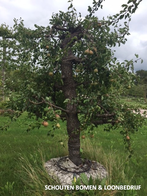 oude fruitboom