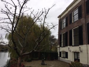 appelboom planten