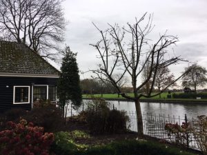 appelboom planten