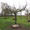 hoogstam pruimenboom