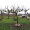 grote opal pruimenboom