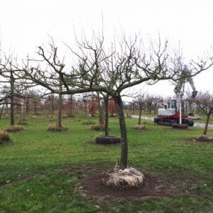 grote opal pruimenboom