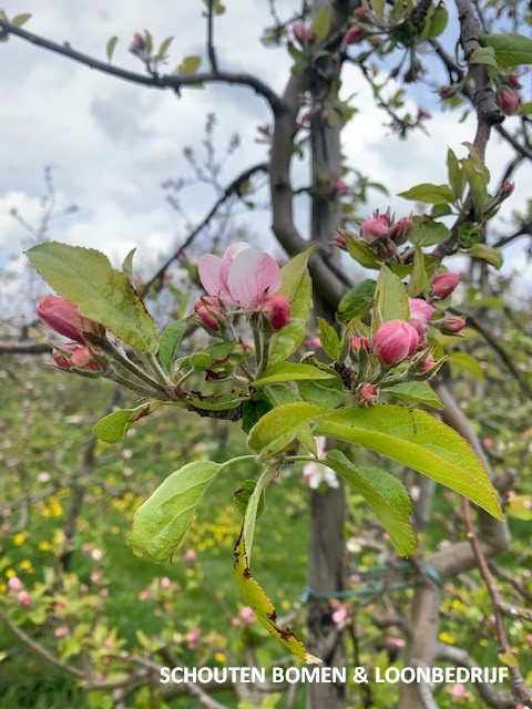 appelboom