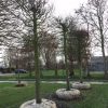 grote sierboom beuk