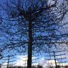blokbeuk sierboom