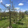 laagstam appelboom