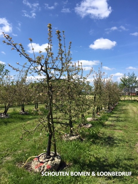 laagstam appelboom