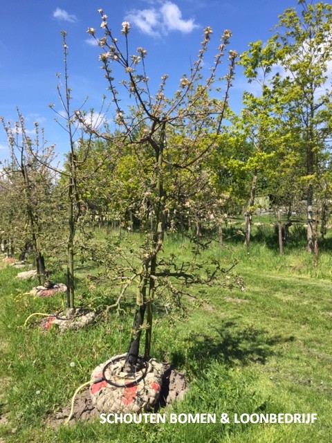 oude appelboom