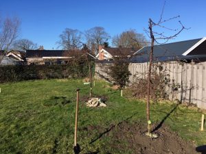 planten fruitbomen sint pancras