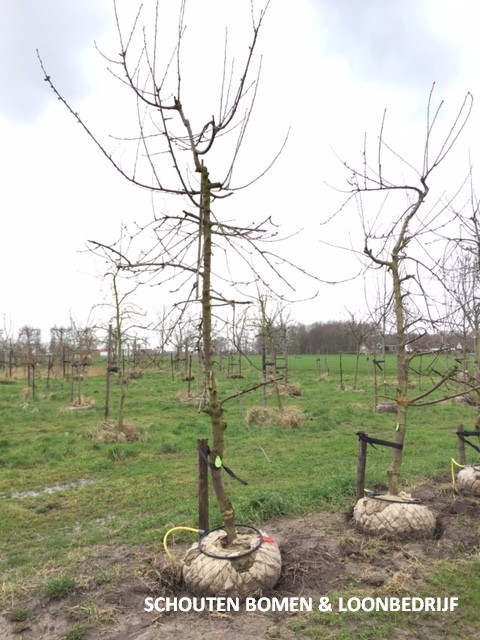 kersenboom