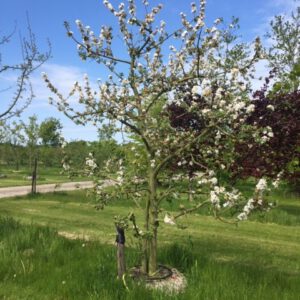 laagstam appelboom