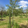 hoogstam appelboom elstar