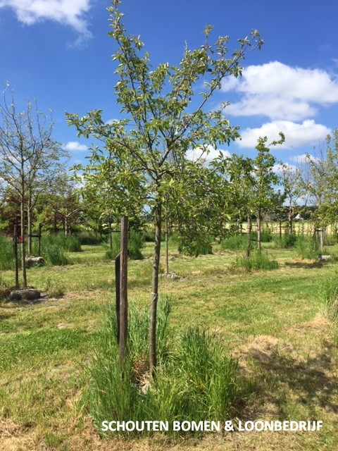 hoogstam appelboom elstar