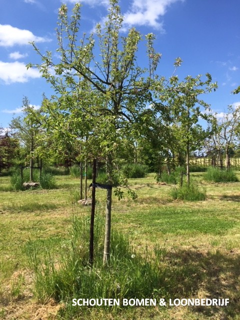 hoogstam appelboom elstar