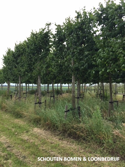 Grote Leilinden te koop - Schouten Bomen Loonbedrijf