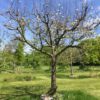 hoogstam appelboom