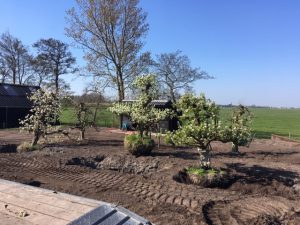 planten fruitbomen boomgaard moderne tuin