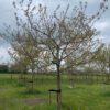 oude appelboom