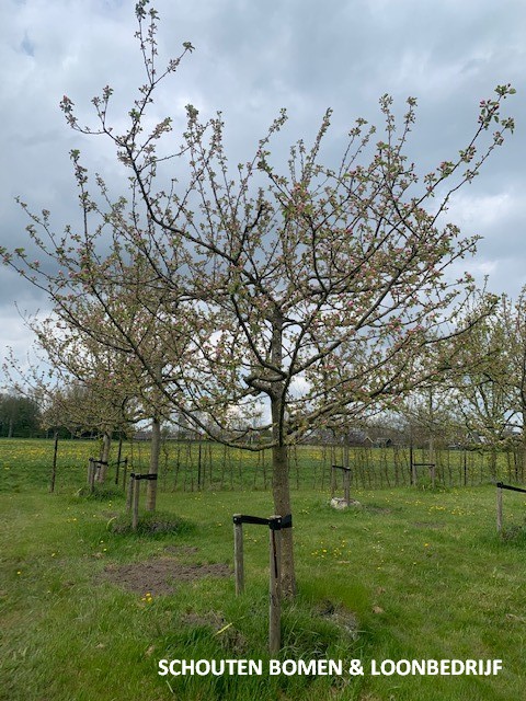 oude appelboom