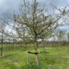 goudreinette appelboom