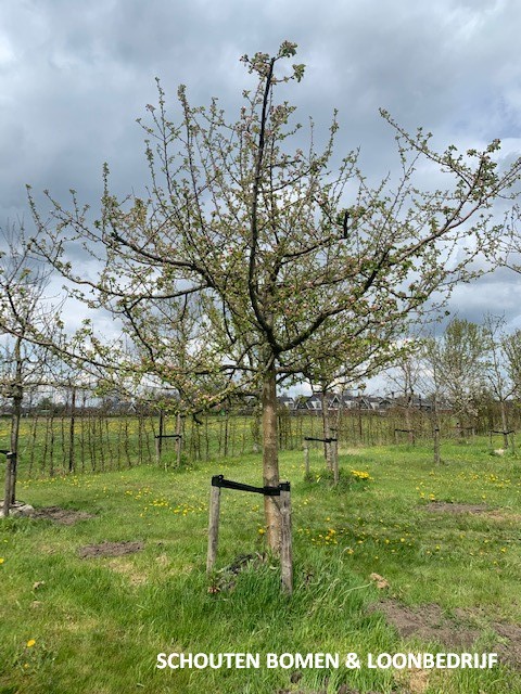 goudreinette appelboom