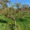oude appelboom showtuin Schouten Bomen Abbekerk