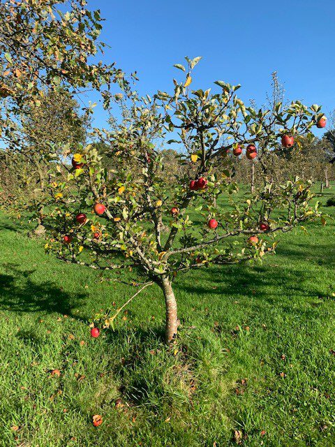 oude appelboom showtuin Schouten Bomen Abbekerk