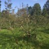 oude appelboom