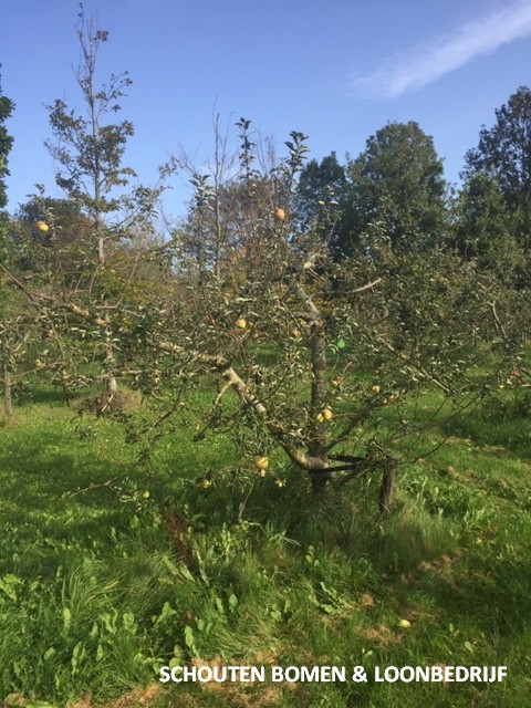 oude appelboom