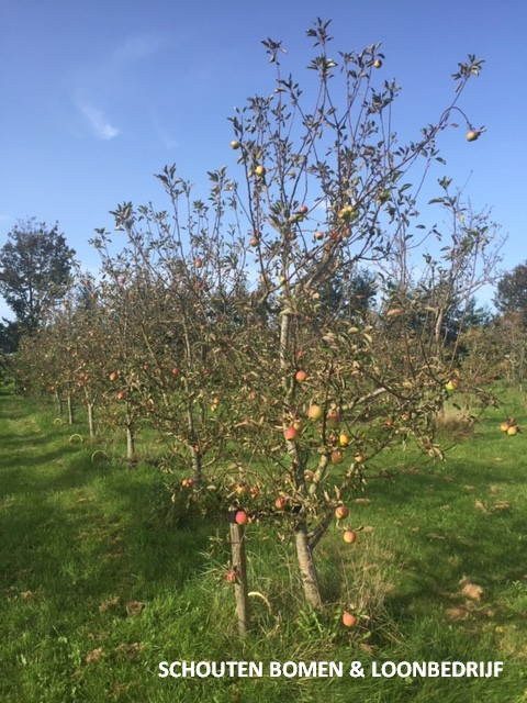 oude appelbomen