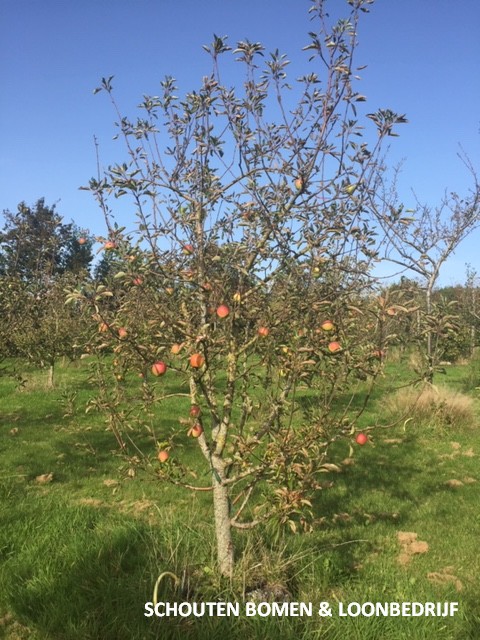 oude fruitbomen