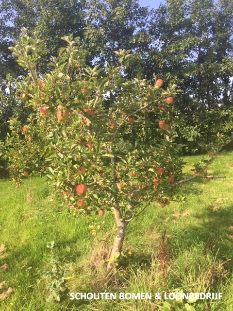 laagstam appelboom