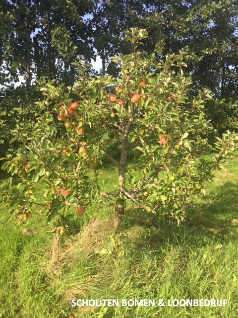 laagstam appelbomen
