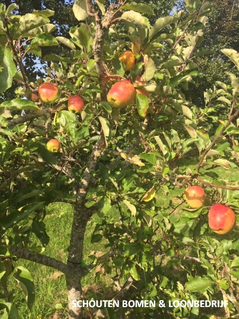 appelboom struikvorm