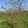 laagstam appelboom