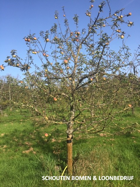 laagstam appelboom