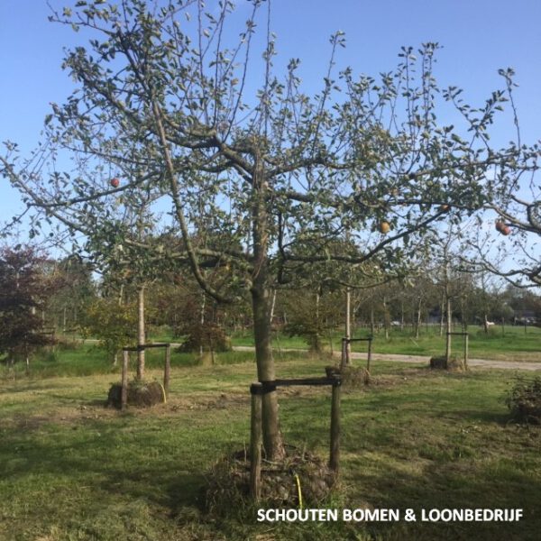 oude fruitboom appelboom