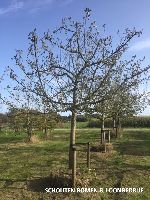 volwassen appelboom