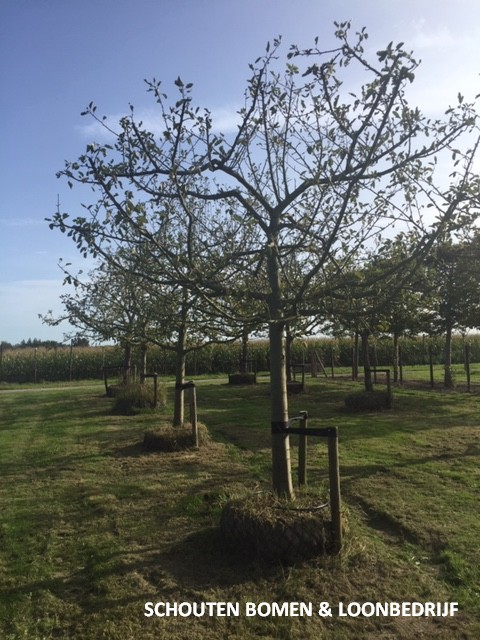 oude appelboom hoogstam